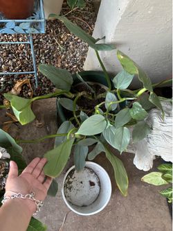 Plant