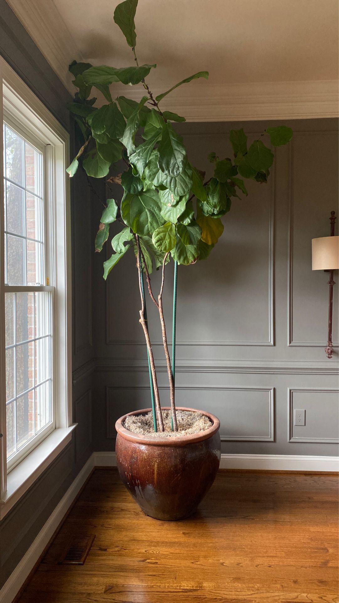 Large fiddle fig