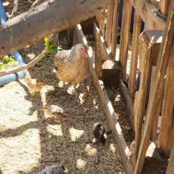 Gallinas,pollitos  y Gallos