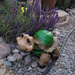 Medium Turtle With Big Eyes 