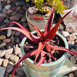 Rare red aloe succulent in beautiful Ceremic pot