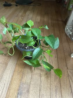 Healthy Pathos Plant In 6 Inch New Black Pot