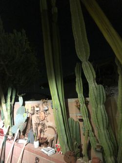 Extra large Mexican Fencepost cactus cutting