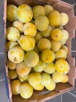 Delicious Plums!