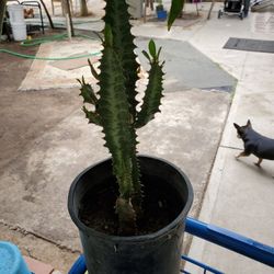 Cactus 🌵