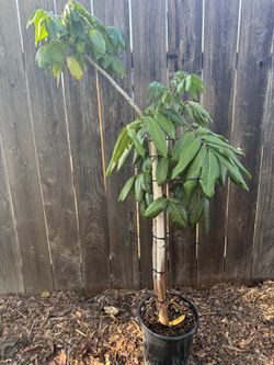 Longan Tree