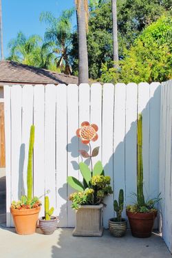 Two tall cacti with surrounding succulents in terracotta pots