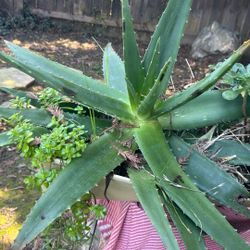 Aloe And Succulents 