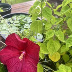 Assorted Pond plants  
