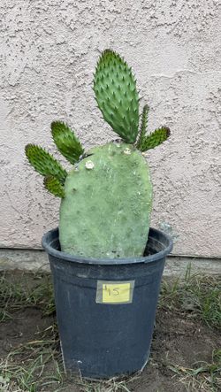 Planta De Nopal