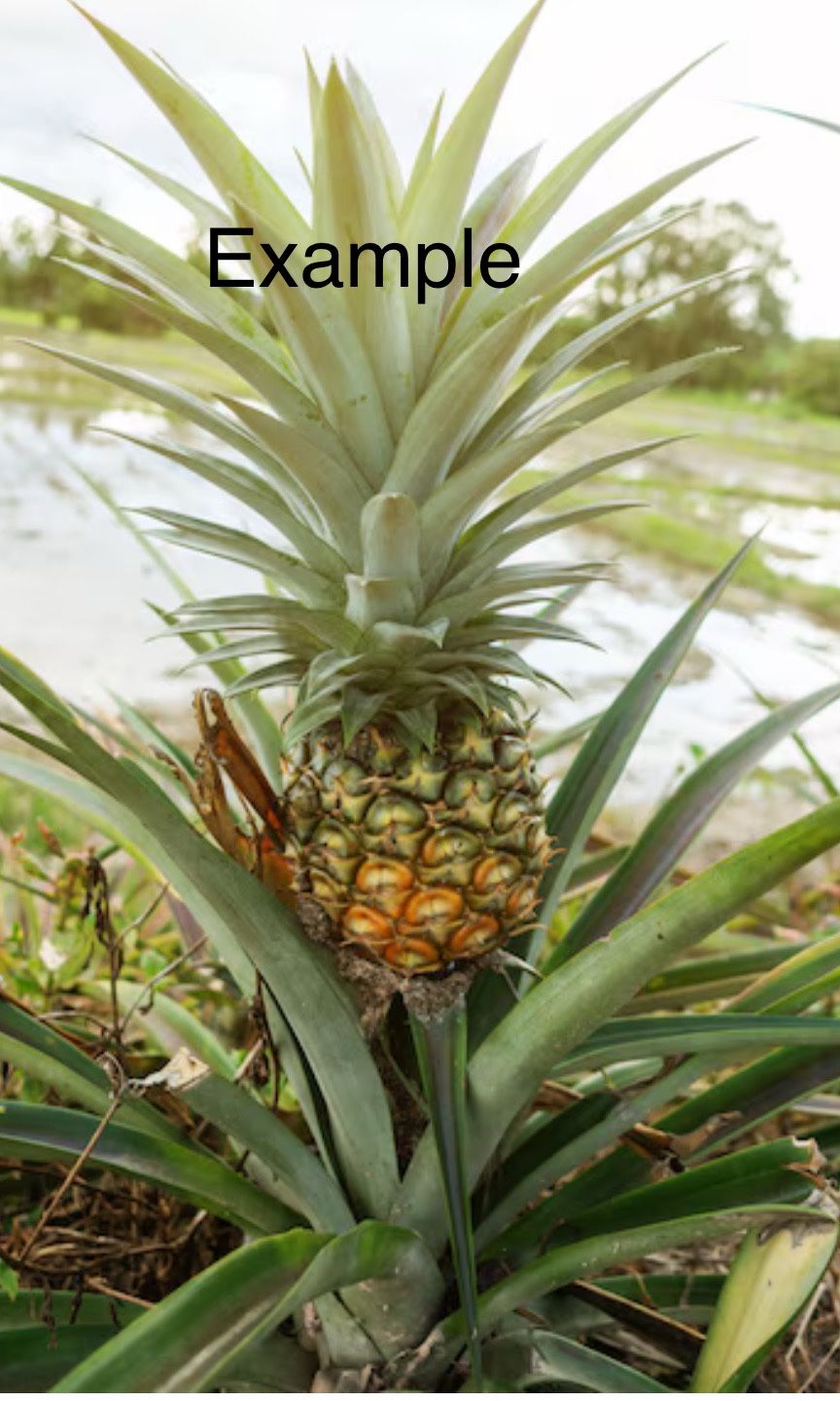 Pineapple plant/ Plantas De Pińa for Sale in Riverside, CA - OfferUp