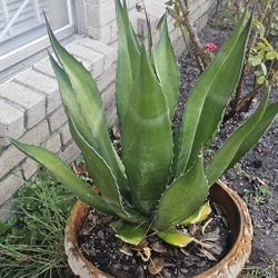 Agave Plant
