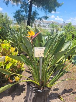 7 gallon Orange Bird of Paradise