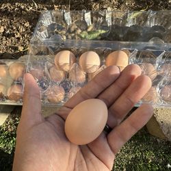Fresh Eggs