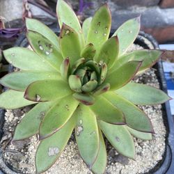 Succulent 