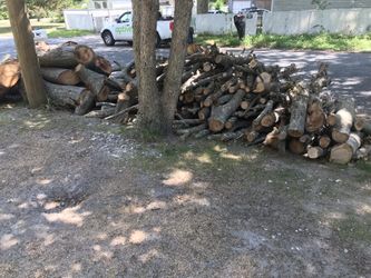 FREE !! FIRE WOOD OAK TREES I CUT 2 Months Ago..