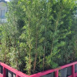 Beautiful Podocarpus Plants For Inmediate Privacy!!! 6 Feet Tall!! Fertilized 