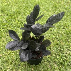RAVEN ZZ PLANT ( 6” Pot) Easy To Grow Air Purifying
