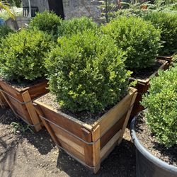Boxwood Globes