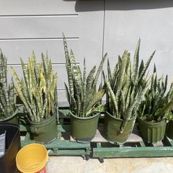 Plants 