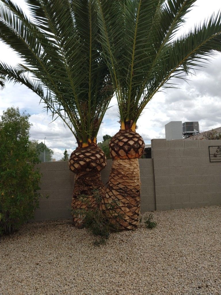Palm Tree