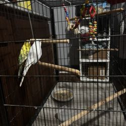 Birds And Cage