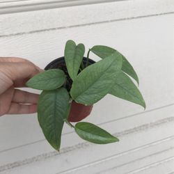 Beautiful Cebu Blue Pothos Plant