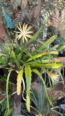 Cactus Amarillo Y Blanco