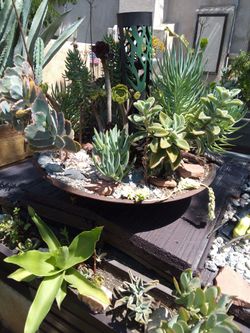 Five different types of succulents in a metal bowl