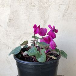 Cyclamen Flower Plant