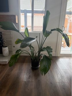 BIRD OF PARADISE PLANT