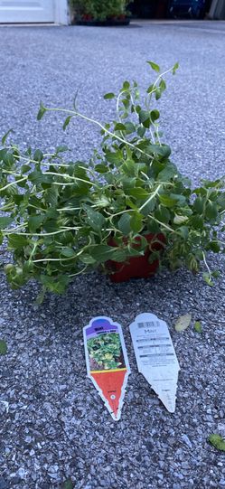 Emerald and Gold mint plants
