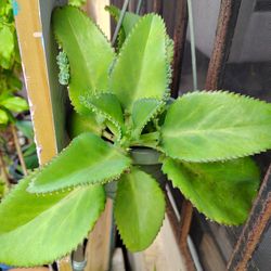 Mother Of Thousands Plant