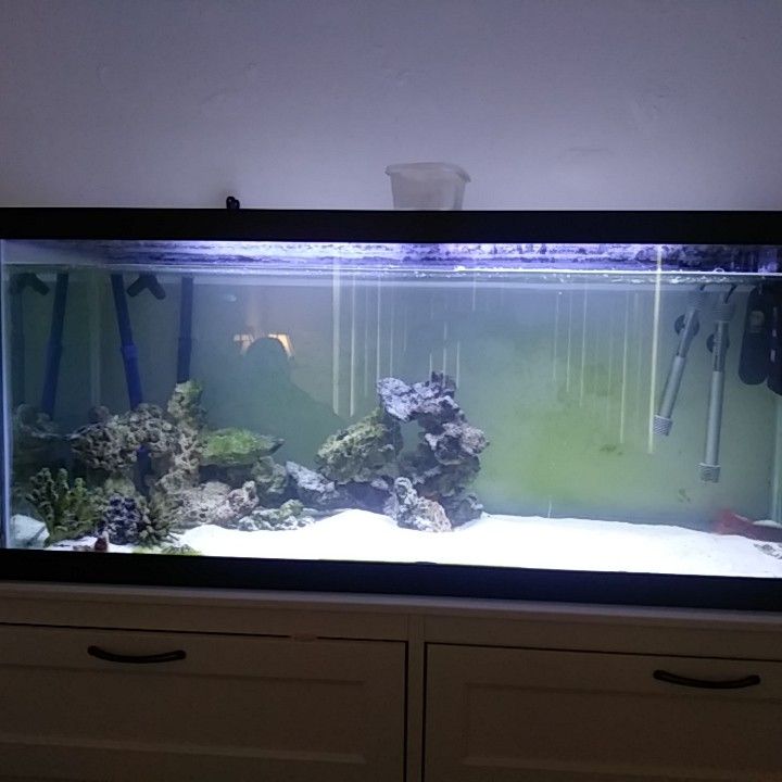 75 gallon saltwater tank everything included