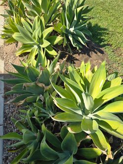 Agave plant