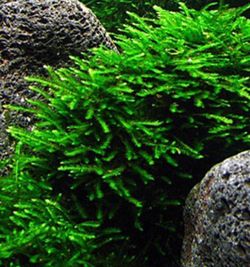 Aquarium Plants - Rare And Normal Plants Available