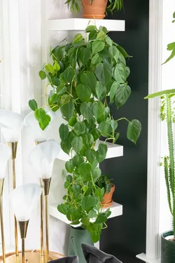 Lush Trailing Heartleaf Philodendron Plant/ Indoor Plant/ House Plant Flower Patio Garden
