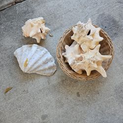 Decorative shells