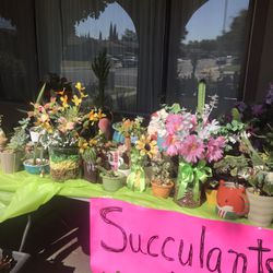 succulents and more