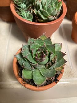 Assorted Succulent in Terra Cotta Pots