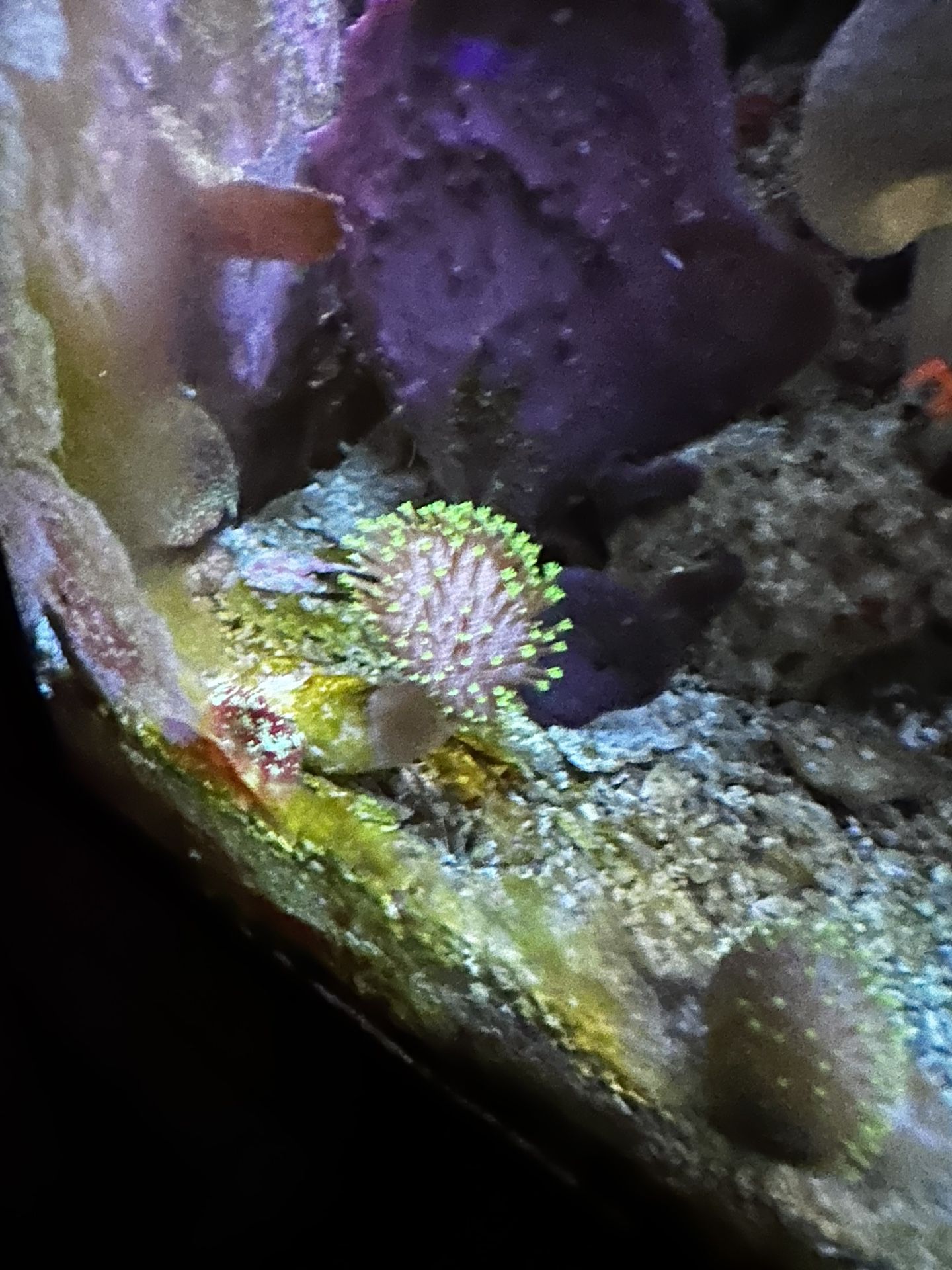 Toadstool Reef Tank 