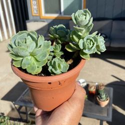 Succulent
