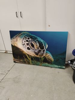 Large 47x30 Sea turtle print