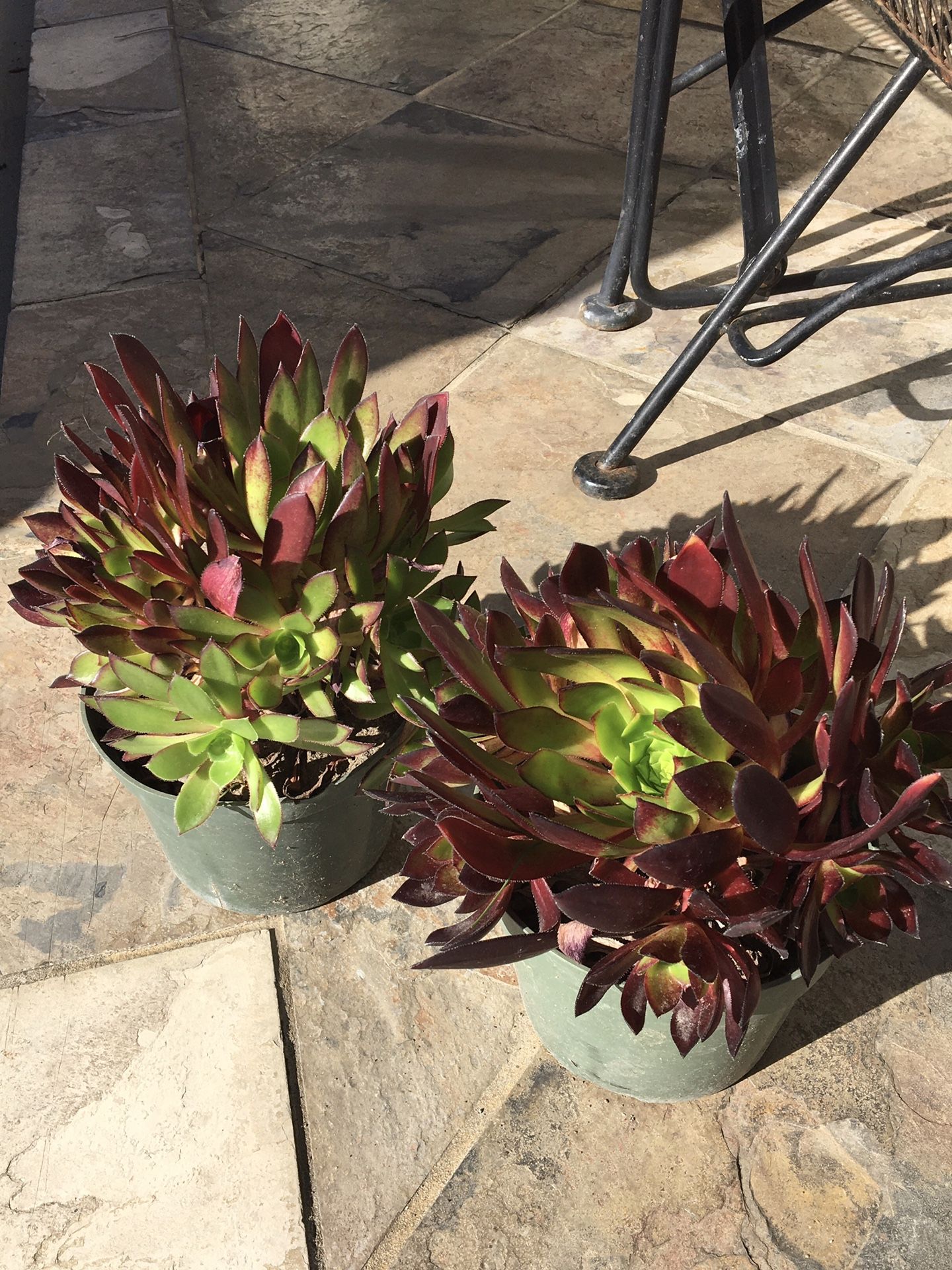 Potted Succulent  $5 Each