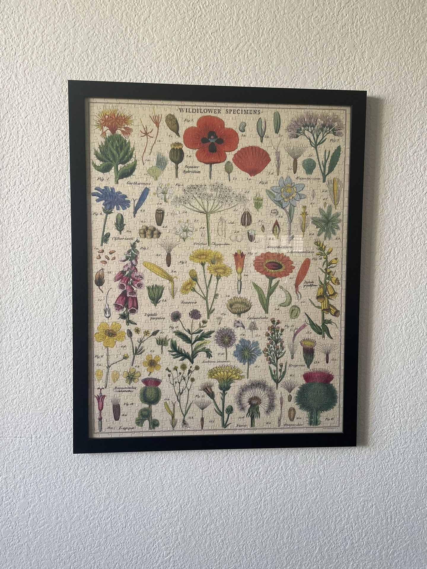 Wildflower Specimens Puzzle