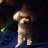 Ricky 