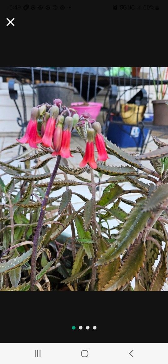 Mother Of Thousands Plant