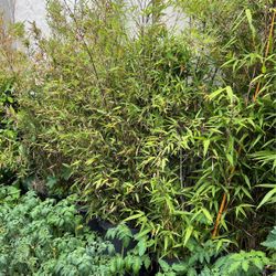 Bamboo Plants Huge!
