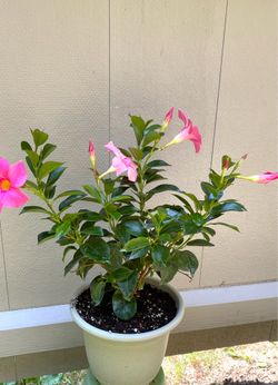 Beautiful White or Pink Mandevilla, “Rocktrampet” plants. See all pics.