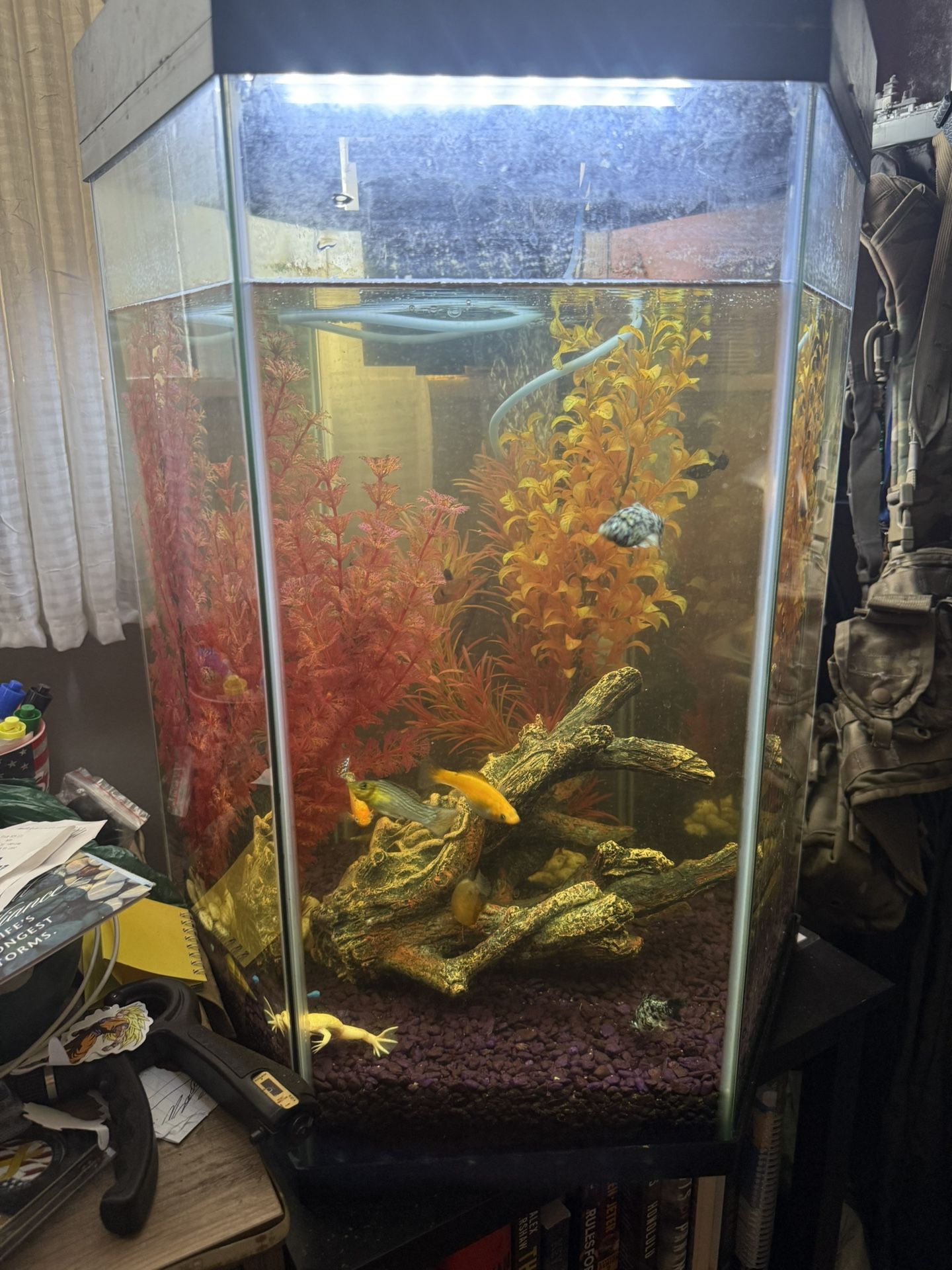 Fish Tank 